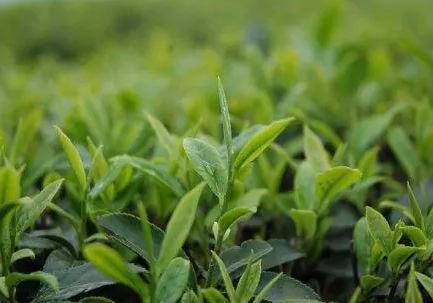 茶葉防偽標(biāo)簽品質(zhì)溯源-、315產(chǎn)品防偽查詢中心